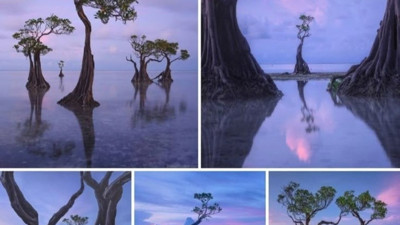 Doğa’nın dansı! Sumba Adası’nın gizemli ağaçları