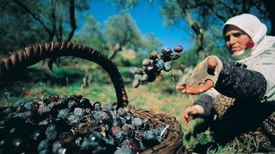 Zeytinin bereketi kamera ile buluşuyor