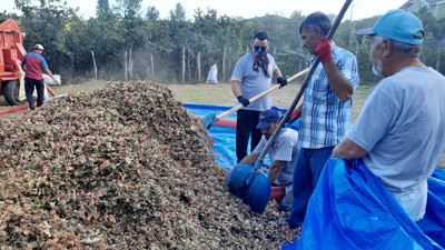 Hasadında gizli tehlike! Uzman Uyardı: Sezonu risk taşıyor