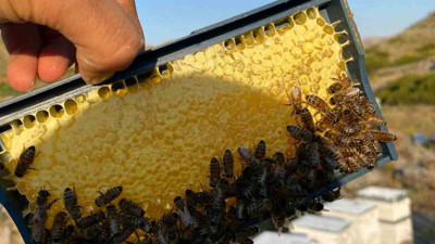 Bozkır’da bal hasadı!