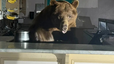 Kara ayı dondurmacıyı bastı