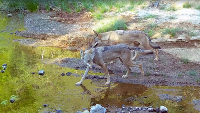 Ormanın efendileri! Muğla’da göründüler: Su kaynağında serinlediler