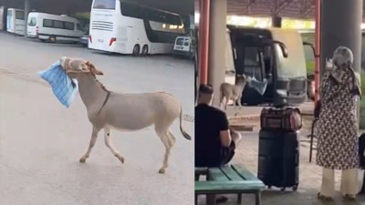 Marketten çanta, otobüsten yastık! Eşeğin hedefi net: Otogar esnafı alarma geçti