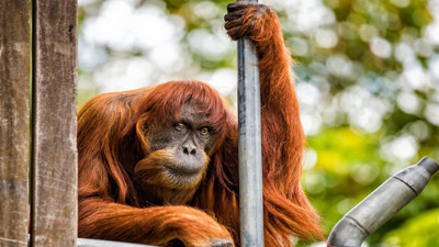 Avrupa’nın en yaşlı orangutanı uyutuldu