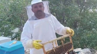 Arı kovanlarına ayı saldırısı! Üretici büyük zarara uğradı: Tam 100 bin lira