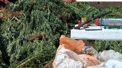 “Tıbbi bitki” dediler! Uyuşturucu serasında şok itiraf