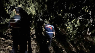 Aydın'da jandarma, incir hırsızlarına geçit vermiyor