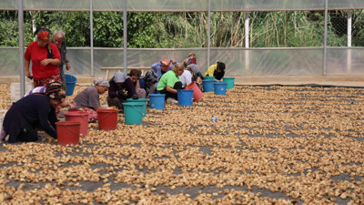 İncir üreticilerinin başı dertte! En büyük sıkıntıları...