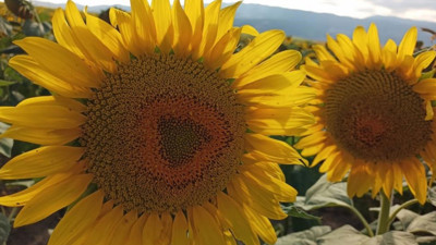 Ayçiçeği alım fiyatı açıklandı: Ton başına 29 bin lira!