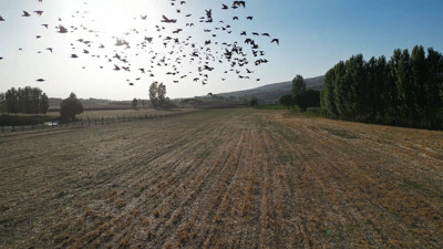 Sonbahar geliyor, kuşlar İron Sazlığı’ndan ayrılıyor!