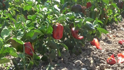 Kapya biberde hasat sevinci mi, maliyet endişesi mi?