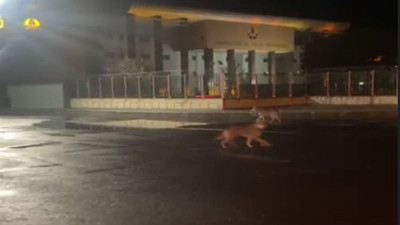 Şehir merkezinde kurt paniği: İpler dikkat çekti!