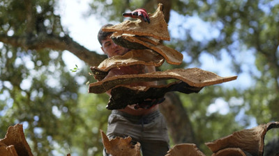 Portekiz mantarına vergi muafiyeti geldi: Lobi faaliyetleri sonuç verdi