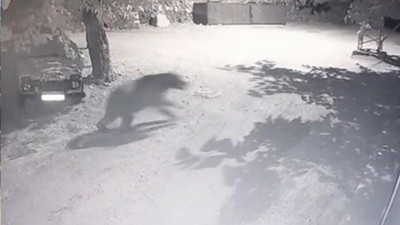 Köye inen ayıyı kaçıran operasyonu