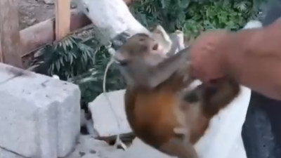 Maymuna şiddet! Ekipler harekete geçti