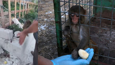 Maymuna tokat skandalında yeni gelişme! Görüntüler yürekleri sızlatmıştı