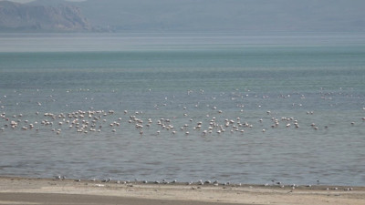 Göçmen kuşların cenneti: Çelebibağı’nda flamingo dansı!