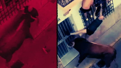 Festival kana bulandı: Boğa saldırısına uğrayan adam hayatını kaybetti