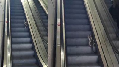 Kedi havalimanını karıştırdı! Yürüyen merdiven çilesi