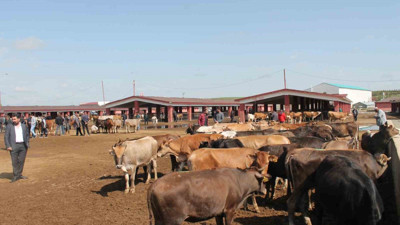 Ağrı’da canlı hayvan borsası geri dönüyor! Tarih belli oldu