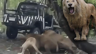 Ünlü hayvanat bahçesinde dehşet! Aslanlar çalışanı parçaladı: Ziyaretçilerin çabası çaresiz kaldı