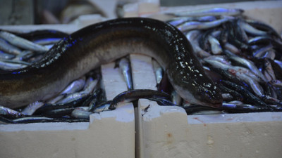 Nadir görülen balık Sinop’ta yakalandı: Görenler hayret etti!