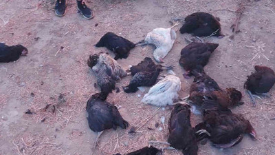 Sokak köpekleri 25 tavuğu telef etti