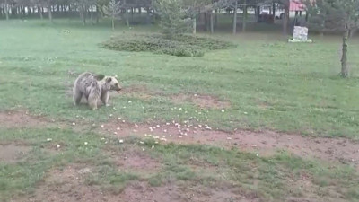 Kedi köpek değil, ayı besliyorlar! Çemşit’in hikâyesi