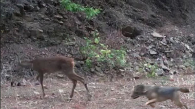 Çakalın Karaca avı: Ganos’ta kameraya yakalandı!