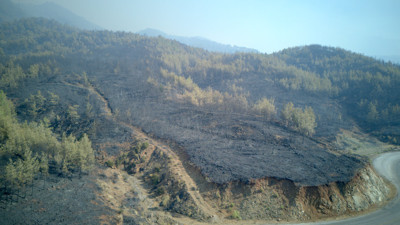 Muğla ağaçsız kaldı