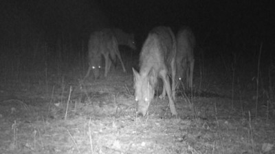 Vahşi yaşam fotokapanda