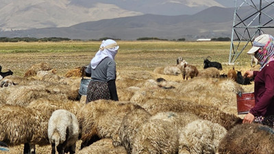 Şap kâbusu bitti: Yüksekova’da çiftçiler rahat nefes aldı!