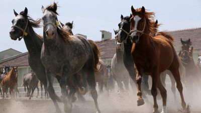 15 safkan Arap koşu tayı satılacak