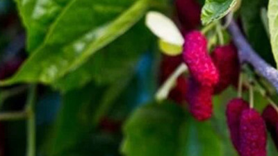 'Padişahların şekeri' cildin fısıltısı, kalbin iksiri