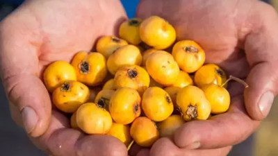 Sonbaharın şifa kaynağı! Bağışıklık dostu nerede yetişir, nasıl tüketilmeli?