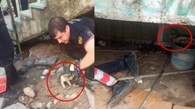 Anne kedinin yavrusunu bekleyişi yürek dağladı! Cizre itfaiyesi seferber oldu