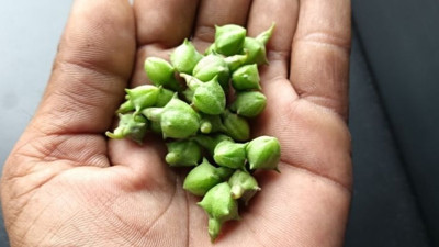 Çoban çökerten nedir? Çoban çökerten faydaları