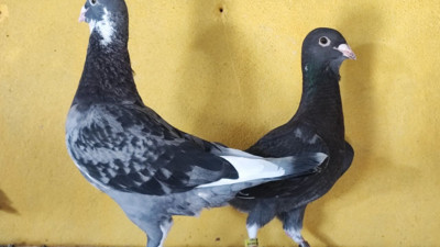 2 güvercini bulana 100 bin TL ödül