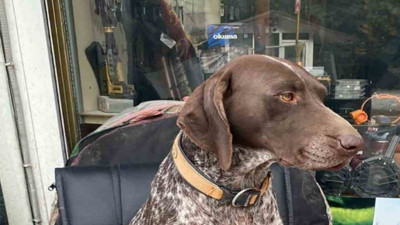 Bafra'da kayıp köpek alarmı: Kurzuar cinsi eğitimli av köpeği ortadan kayboldu!