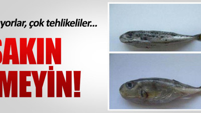 İzmir Körfezi'nde balon balığı tehlikesi