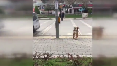 Köpekten insanlık dersi!