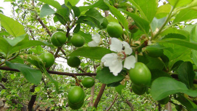 Eriğin kilosu 300 TL