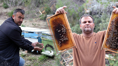 Bal arısı ölümleri endişe yarattı