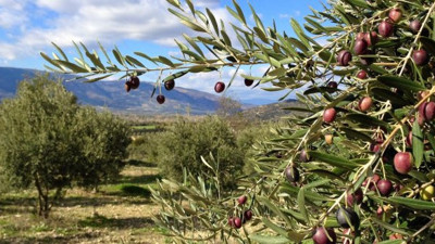 Zeytin üreticilerinden Tunus isyanı