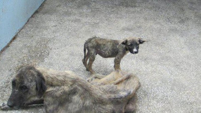 Hayvan barınağında 'tatil' skandalı