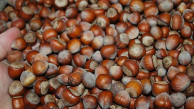 Bakan Fakıbaba'dan fındık açıklaması