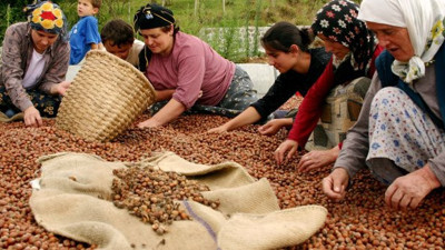 Üreticiden 10 liraya alınan fındığın kilosu, rafta 60 lira!