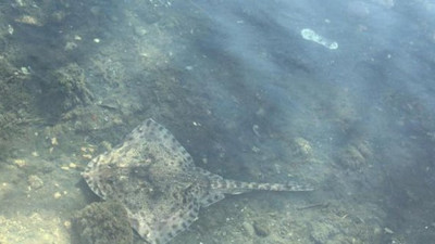 Maltepe'de deniz canlıları karaya vurdu