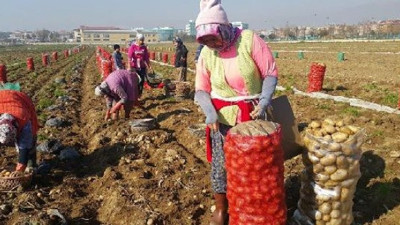 Ödemiş'in ünlü patatesleri bitme noktasına geldi