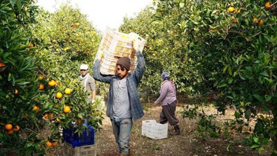 Portakal ağaçlarına duble yol tehdidi